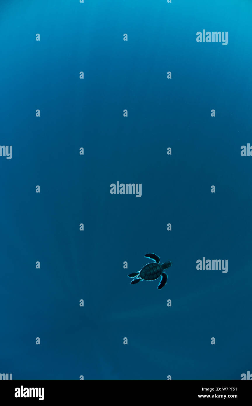 Tortues tortue de mer verte (Chelonia mydas) Arabie saoudite, Golfe Arabique. Banque D'Images