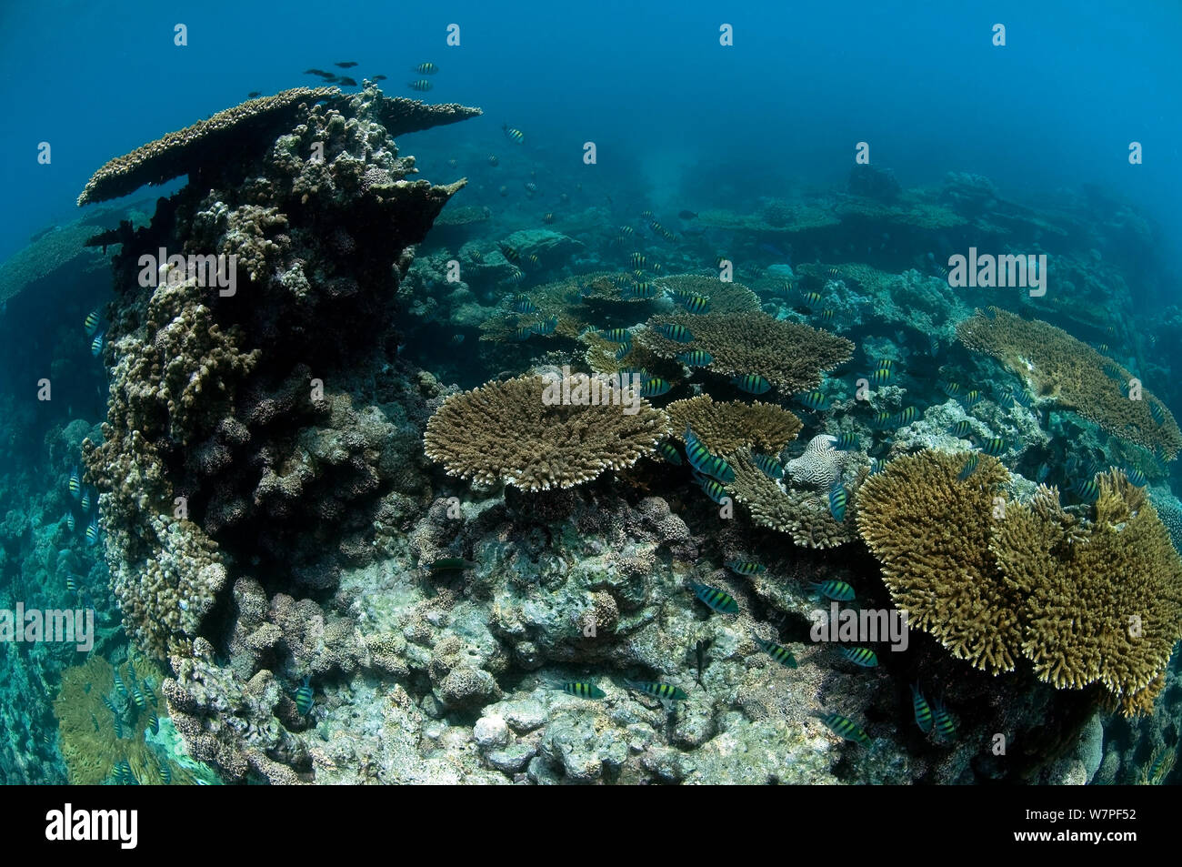 Tableau coraux (Acropora sp) Karan Island, l'Arabie saoudite, du golfe Arabique. Banque D'Images
