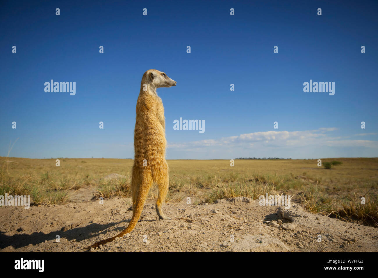 Meerkat (Suricata suricatta) Comité permanent de son territoire de l'enquête sur le bord de Makgadikgadi Pans National Park, Botswana, avril. Banque D'Images