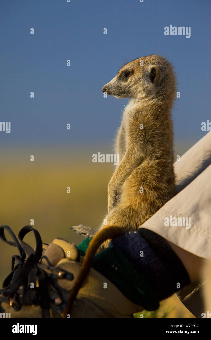 Un jeune meerkat (Suricata suricatta) ou suricate, debout sur les pieds d'un touriste sur le bord de Makgadikgadi Pans National Park, Botswana, avril. Banque D'Images