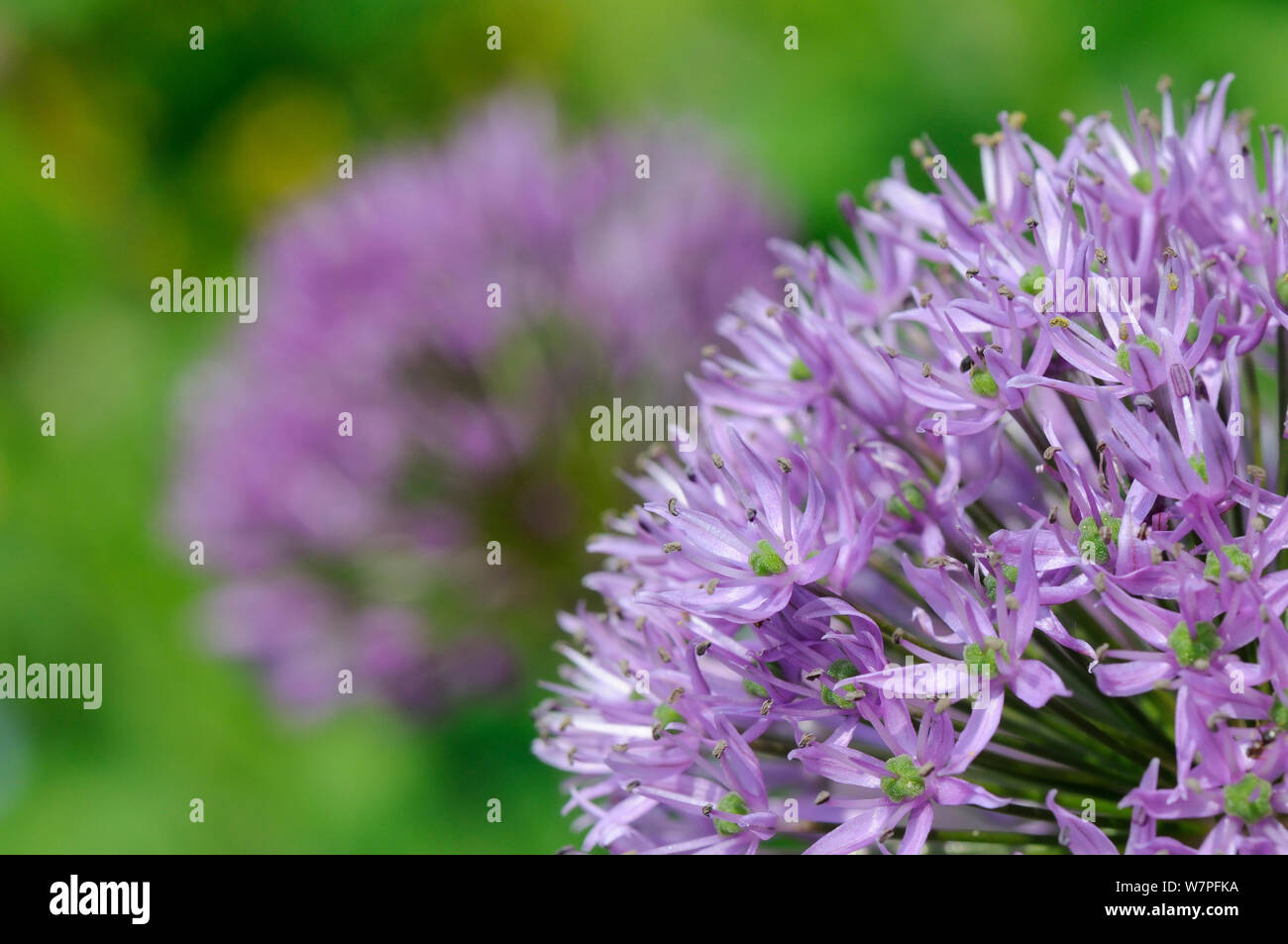 L'ail d'ornement fleurs (Allium sp) close up, Hertfordshire, Royaume-Uni, le jardin de mai. Banque D'Images