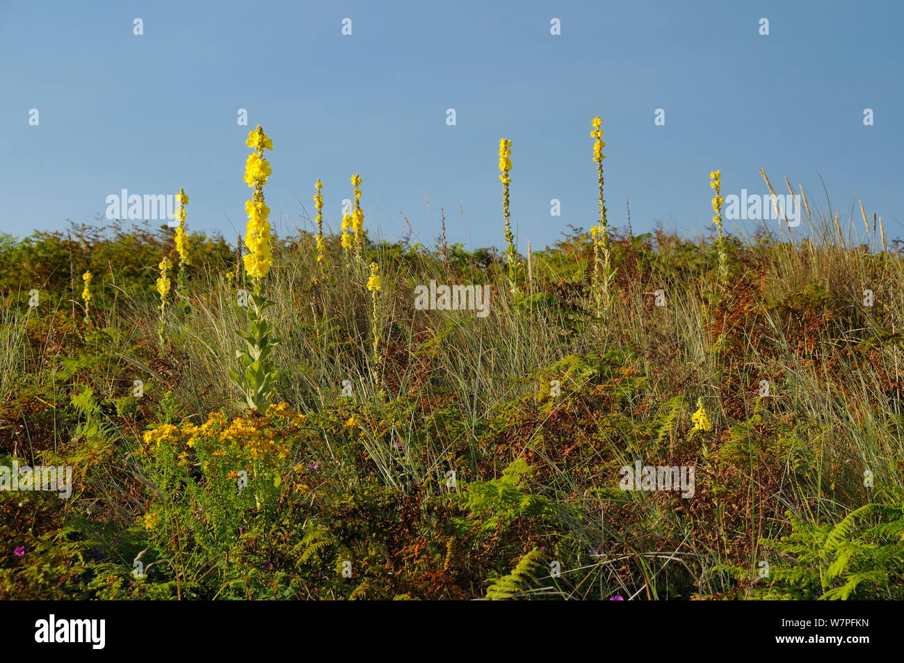Aaron's rod (Verbascum thapsus) floraison à profusion sur la stabilité des dunes côtières grases, fougère et d'autres plantes, la péninsule de Gower, au Pays de Galles, Royaume-Uni, juillet. Banque D'Images