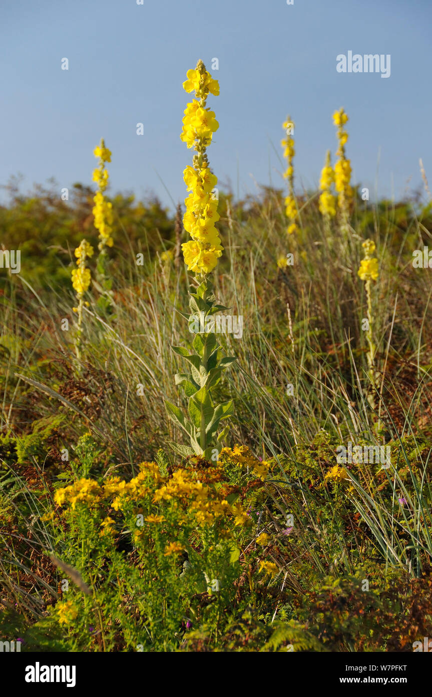 Aaron's rod (Verbascum thapsus) floraison à profusion sur la stabilité des dunes côtières grases, fougère et d'autres plantes, la péninsule de Gower, au Pays de Galles, Royaume-Uni, juillet. Banque D'Images