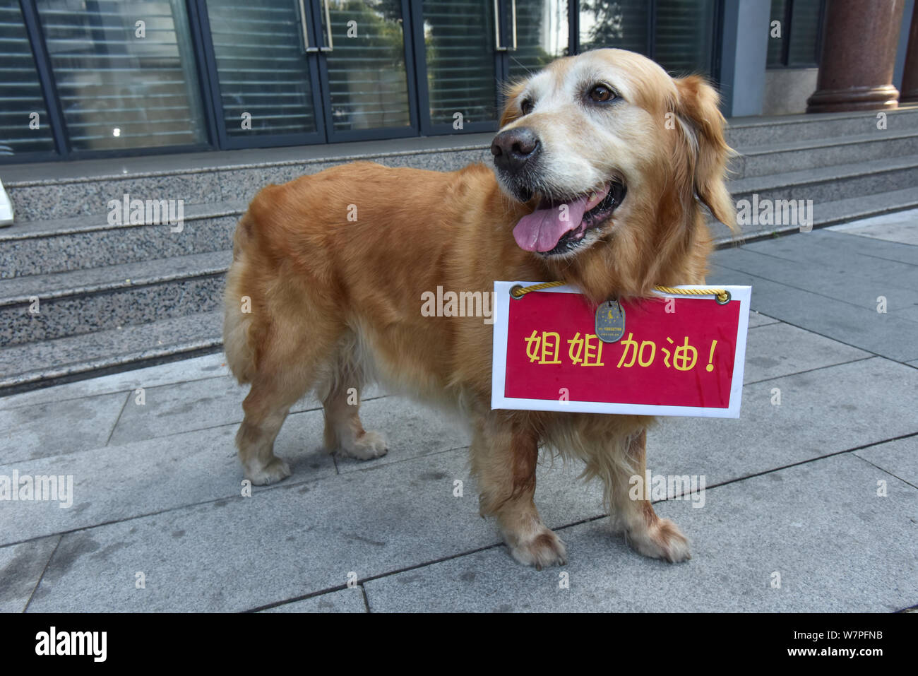 Les huit ans de golden retriever nommée Huniu avec une bénédiction board près de son cou est pictutred en dehors de l'examen de l'emplacement de son petit maître pendant Banque D'Images