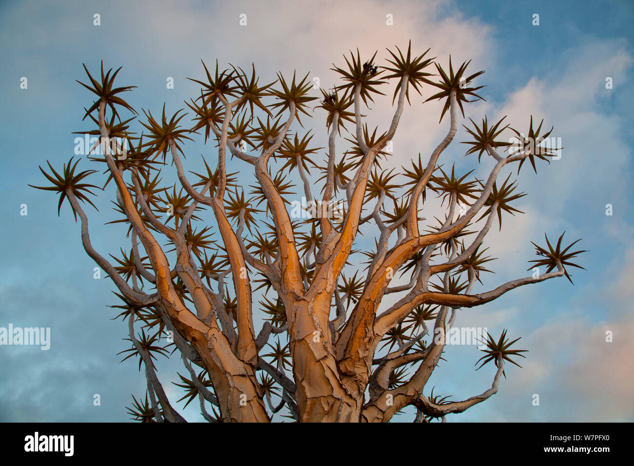 Quiver Tree (Aloe dichotoma) au Quiver Tree Forest Garas. Près de Keetmashoop, la Namibie. Banque D'Images
