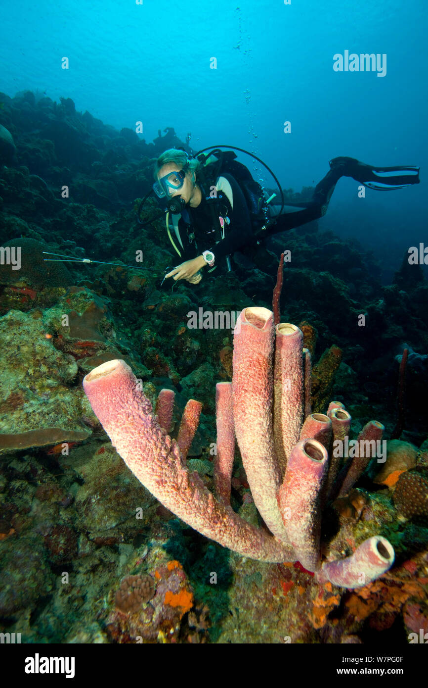 Moniteur de plongée poisson lion Pterois volitans (chasse), une espèce envahissante qui a été publié dans l'Atlantique, Bonaire, Antilles néerlandaises, Amérique, février 2012, parution du modèle Banque D'Images