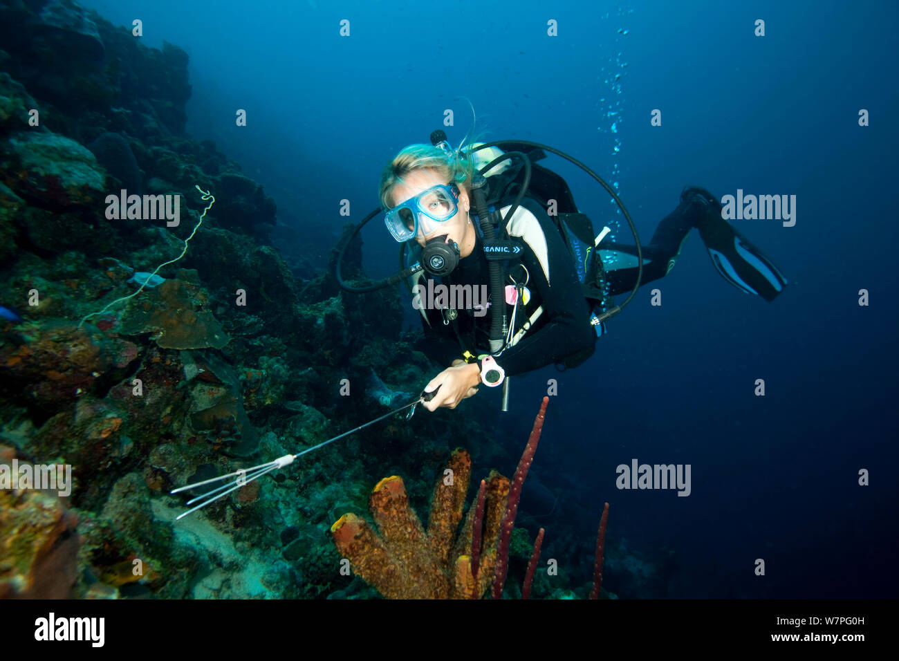 Moniteur de plongée poisson lion Pterois volitans (chasse), une espèce envahissante qui a été publié dans l'Atlantique, Bonaire, Antilles néerlandaises, Amérique, février 2012, parution du modèle Banque D'Images