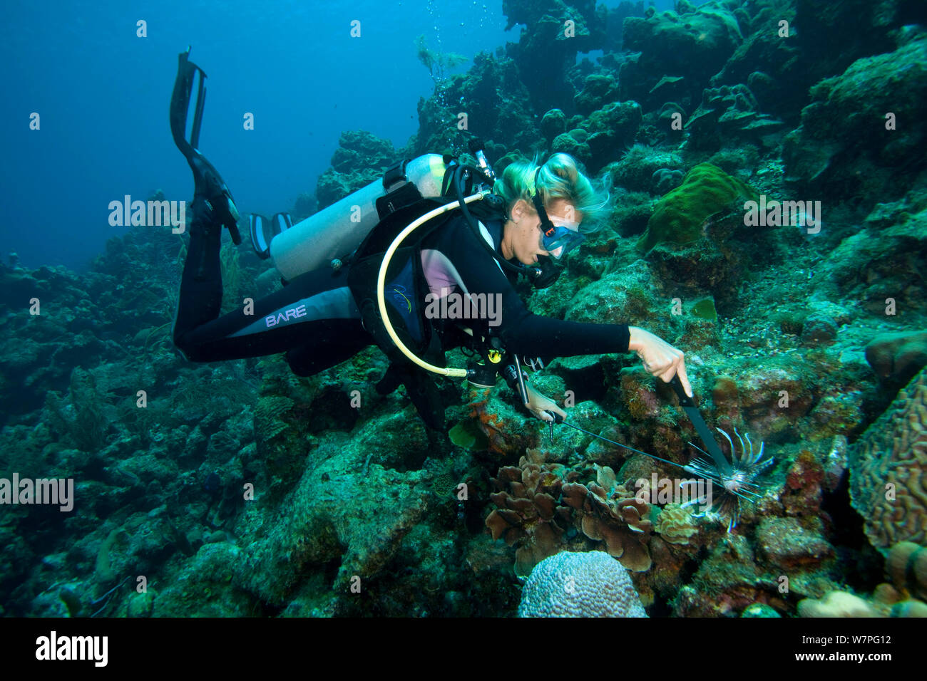 Moniteur de plongée poisson lion Pterois volitans (chasse), une espèce envahissante qui a été publié dans l'Atlantique, Bonaire, Antilles néerlandaises, Amérique, février 2012, parution du modèle Banque D'Images