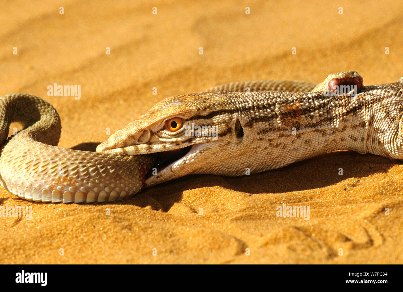 Moniteur du désert (Varanus griseus) essayer d'ingérer un Sand Viper (Cerastes vipera) une espèce venimeuse qui est de mordre le moniteur du désert, près de Chinguetti, Mauritanie conditions contrôlées Banque D'Images