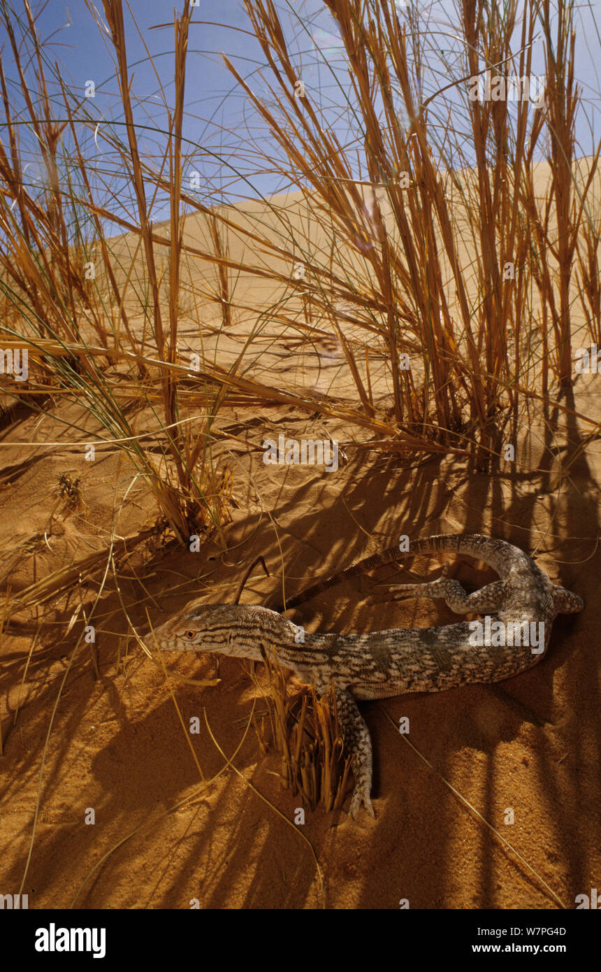 Moniteur du désert (Varanus griseus) à l'ombre d'herbe, près de Chinguetti. La Mauritanie Banque D'Images