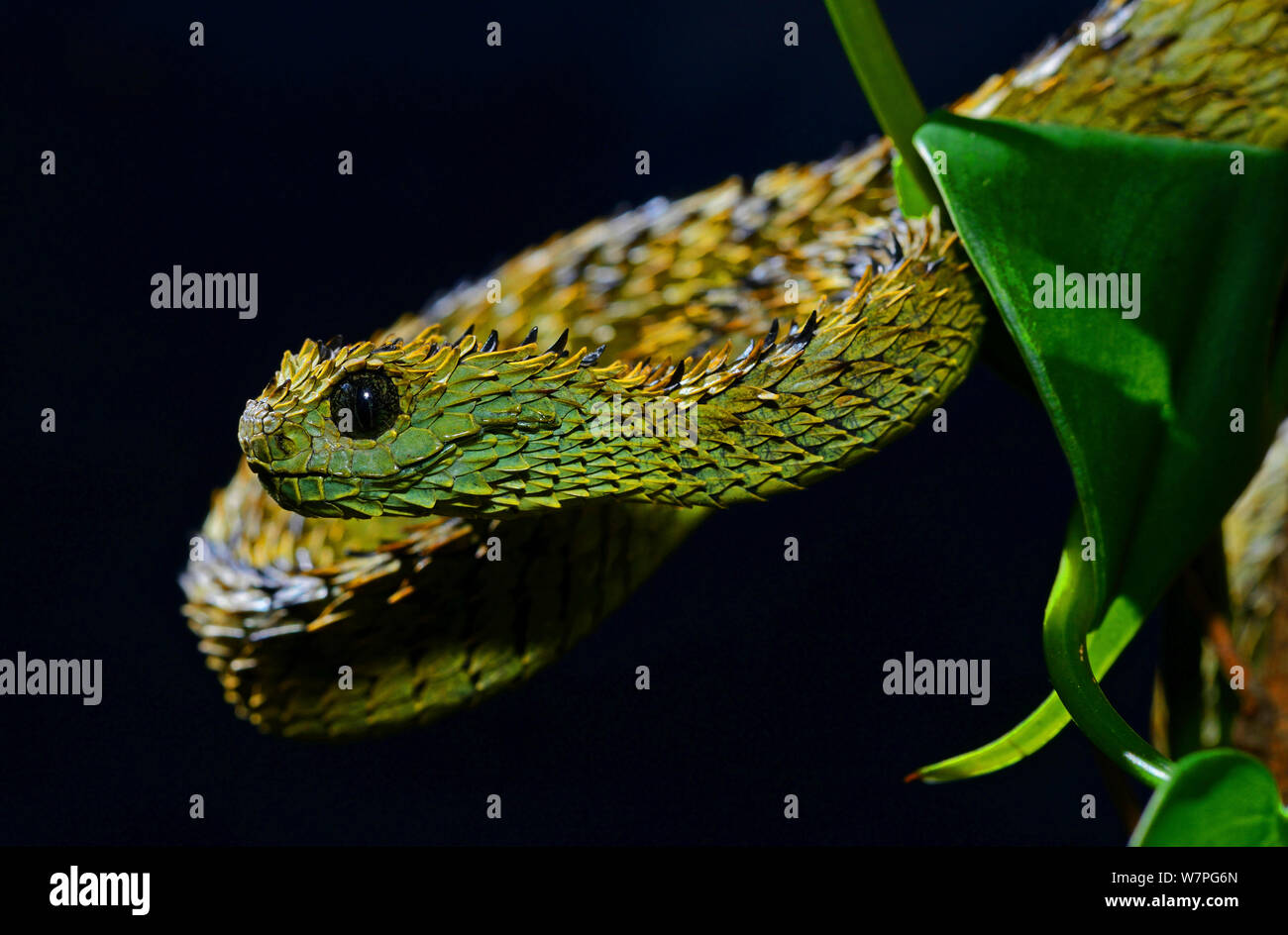 Hairy bush Viper (Atheris hispida) d'Afrique Centrale Banque D'Images