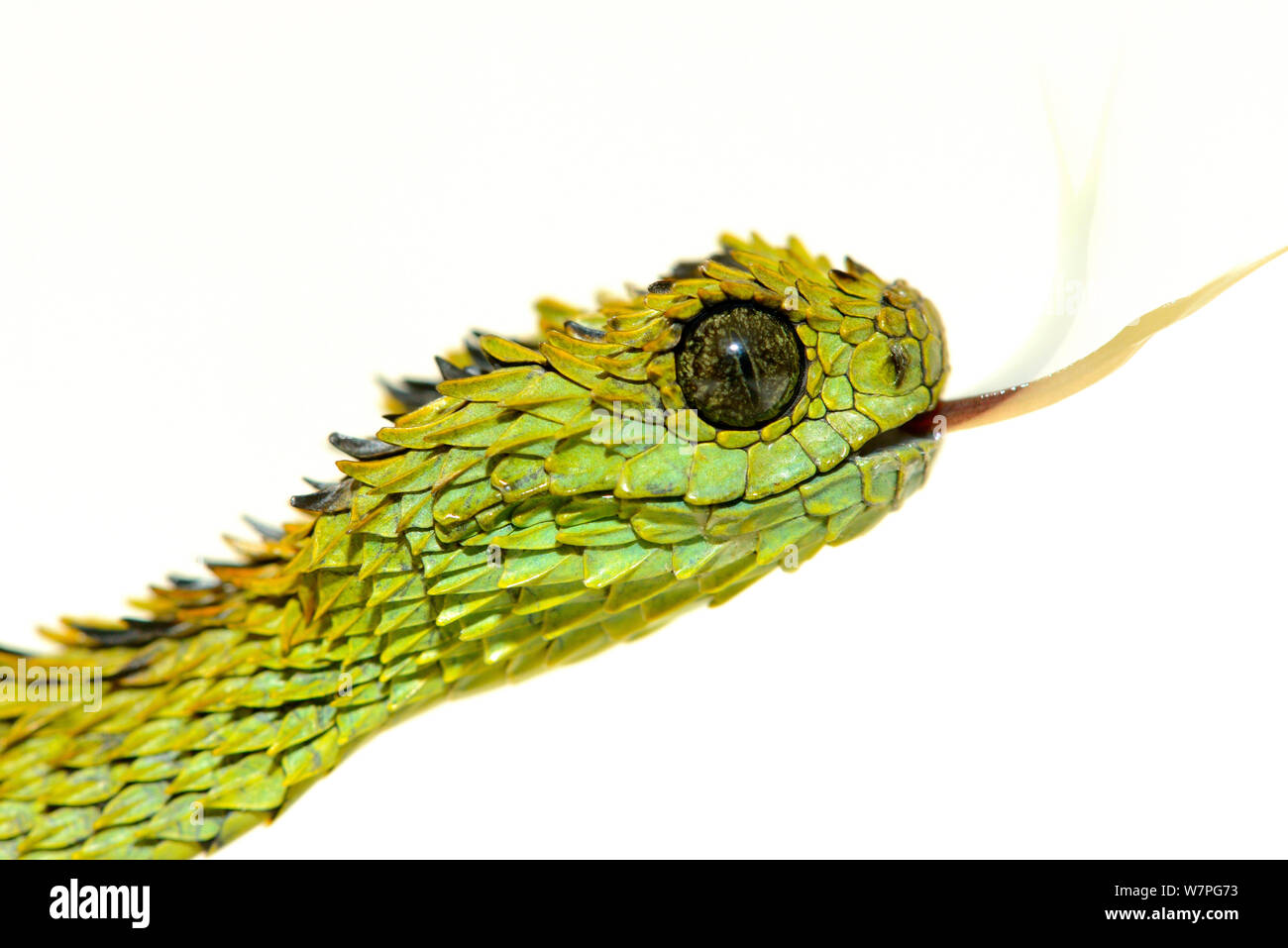 Hairy bush Viper (Atheris hispida) portrait, captive de l'Afrique Centrale Banque D'Images