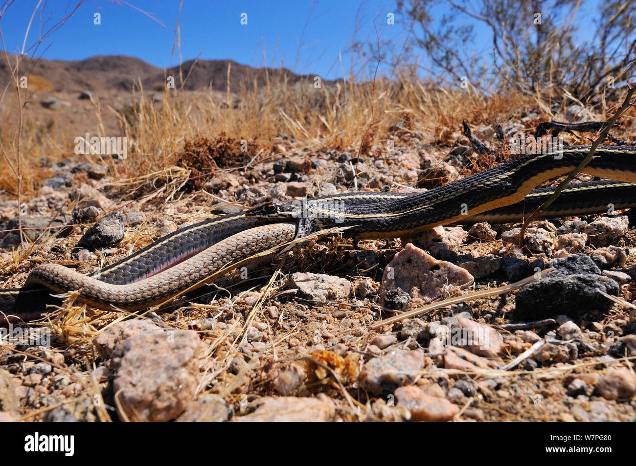 Californie dépouillé Racer (Masticophis lateralis) manger une Patch-Nosed hexalepis Serpent (Salvadora) Joshua Tree National Monument, California, USA, mai. Conditions contrôlées Banque D'Images