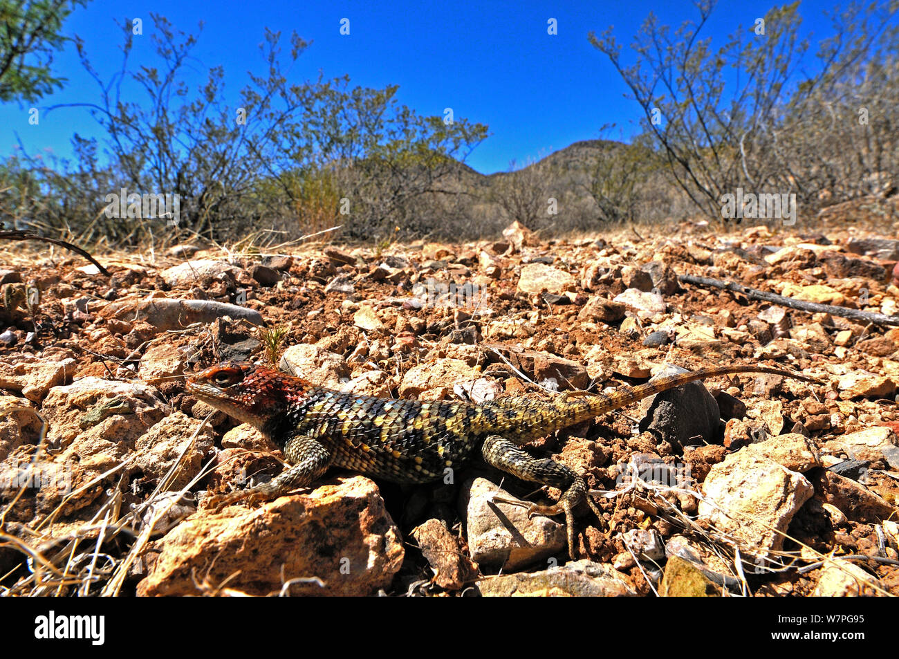 Lézard épineux Sonora (Scelporus clarkii) portrait, près de portail, Arizona, USA, Avril Banque D'Images