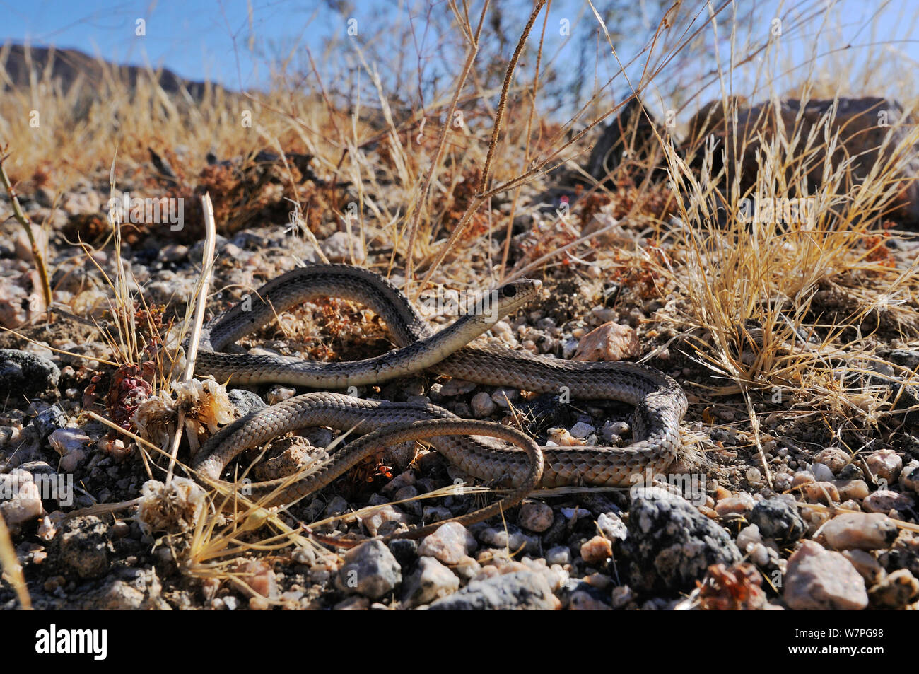 Patch-Nosed désert (hexalepis hexalepis serpents Salvadora) portrait, près de La Mecque, la Californie, le Banque D'Images