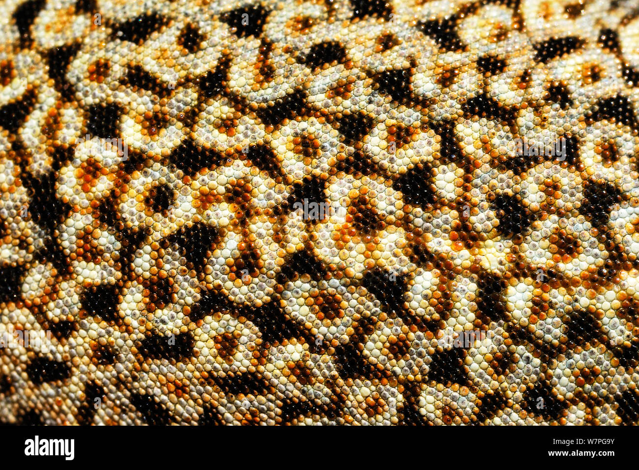 Mohave fringe-toed Lizard (Uma scoparia) gros plan de la peau, des dunes de Kelso, California, USA, juin Banque D'Images
