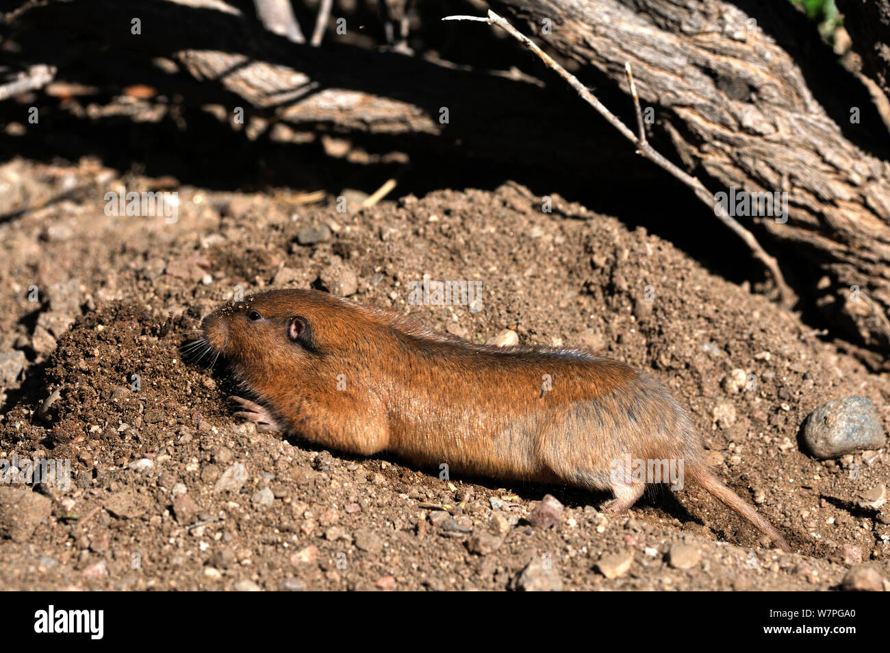 Valley (gaufre Thomomys bottae) Monts Catalina Foothills, Arizona, USA, Mai Banque D'Images