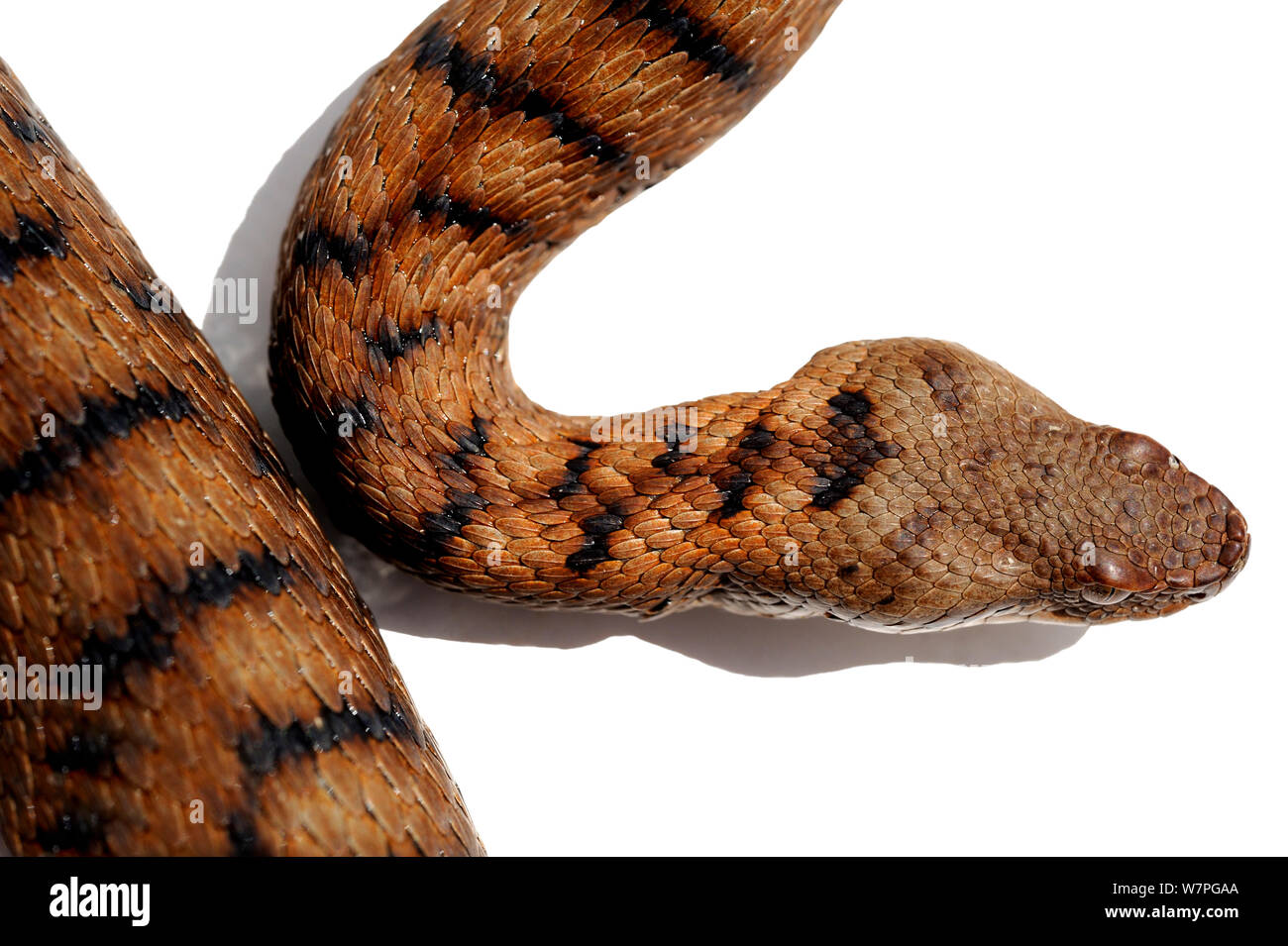 Vipère aspic (Vipera aspis) captive, France Banque D'Images