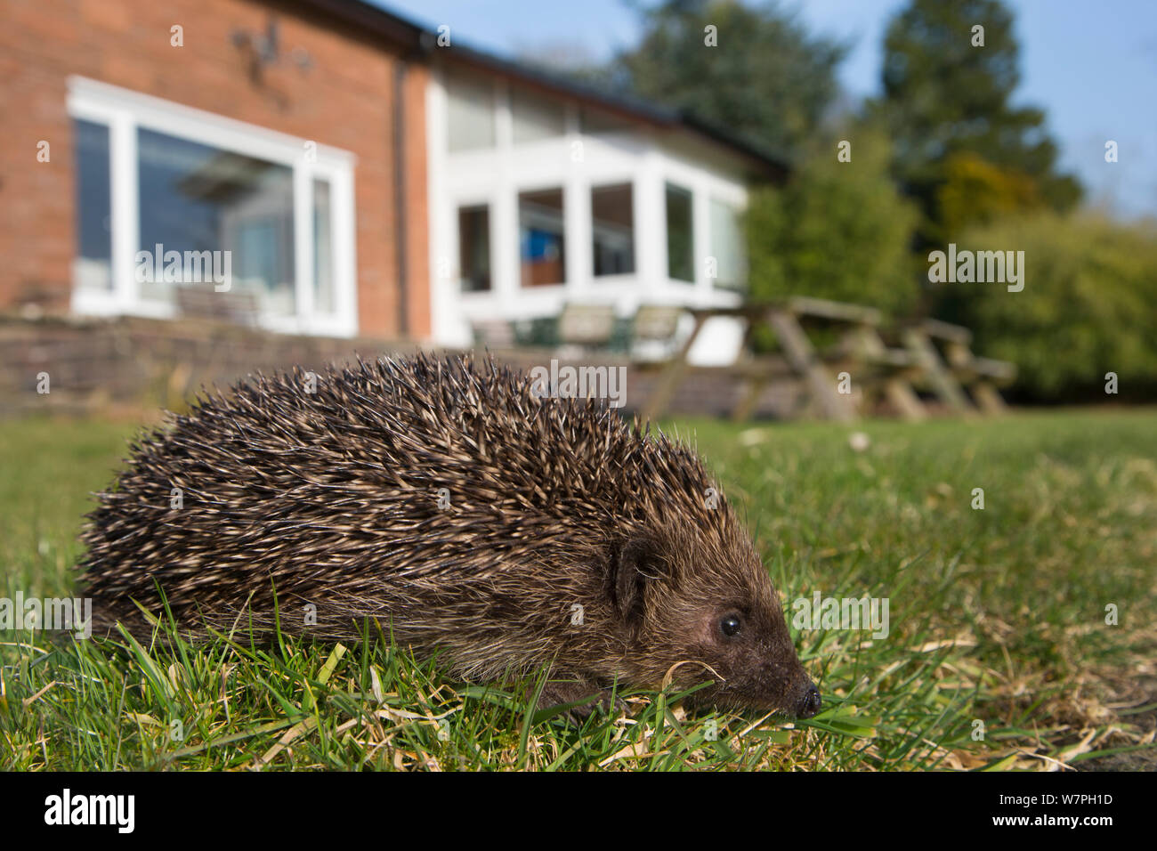 Hérisson (Erinaceus europaeus) dans maison avec jardin à l'arrière-plan, captive, UK, Mars Banque D'Images