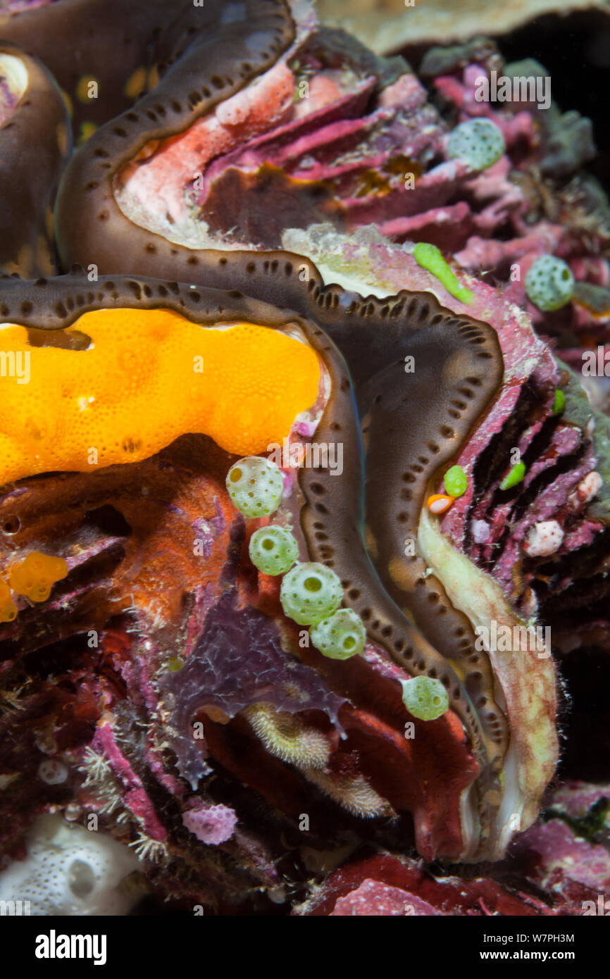 Détail de bénitiers (Tridacna sp), Palau, Micronésie. Banque D'Images