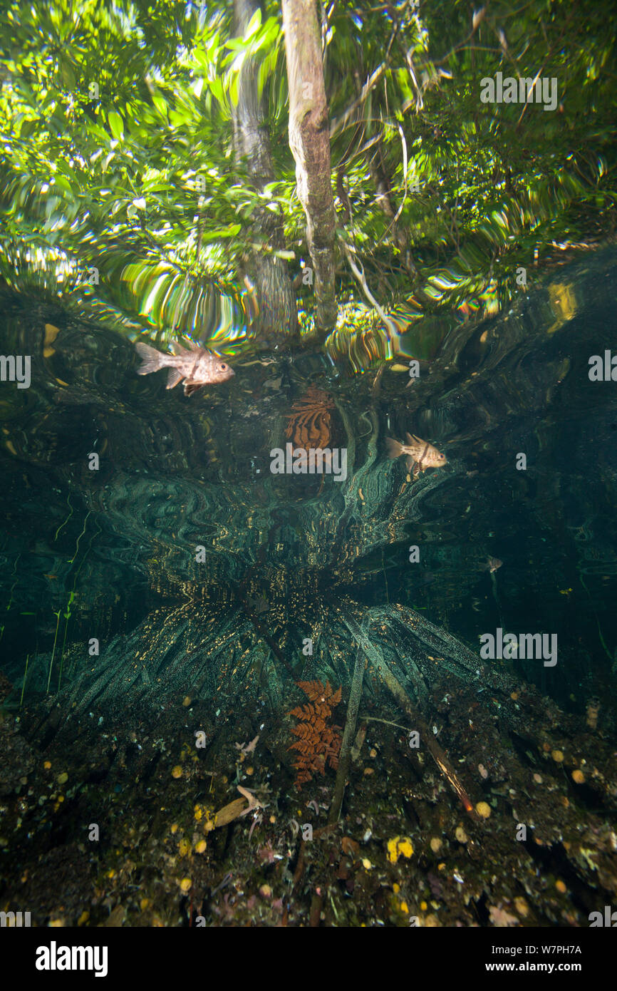 Orbiculated Kauderni (Sphaeramia orbicularis) juste en dessous de la surface dans les mangroves, Jellyfish lake, Rock Islands, Palau, Micronésie. Banque D'Images