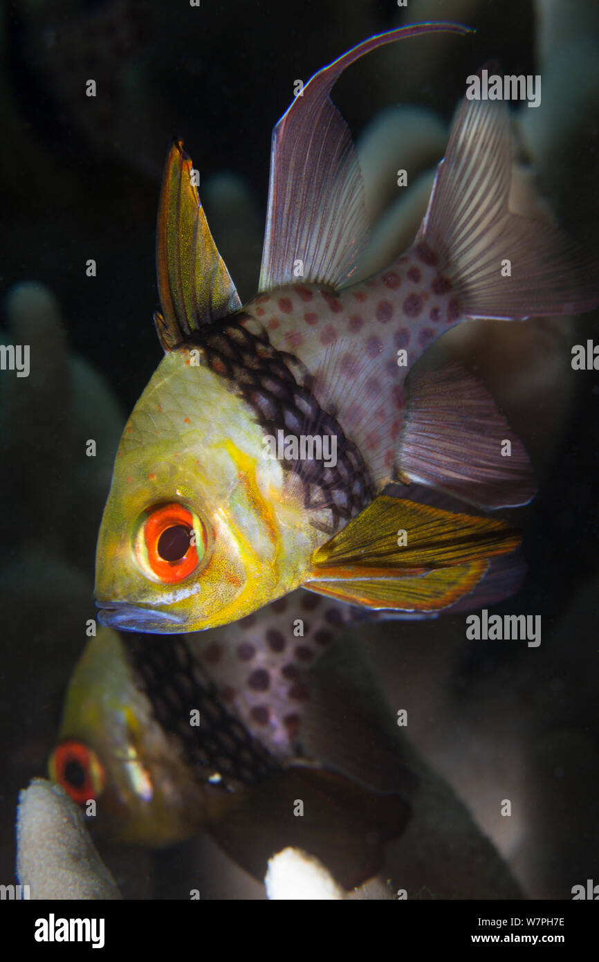 Sphaeramia nematoptera Pajama Cardinalfish (), Palau, la Micronésie. Banque D'Images
