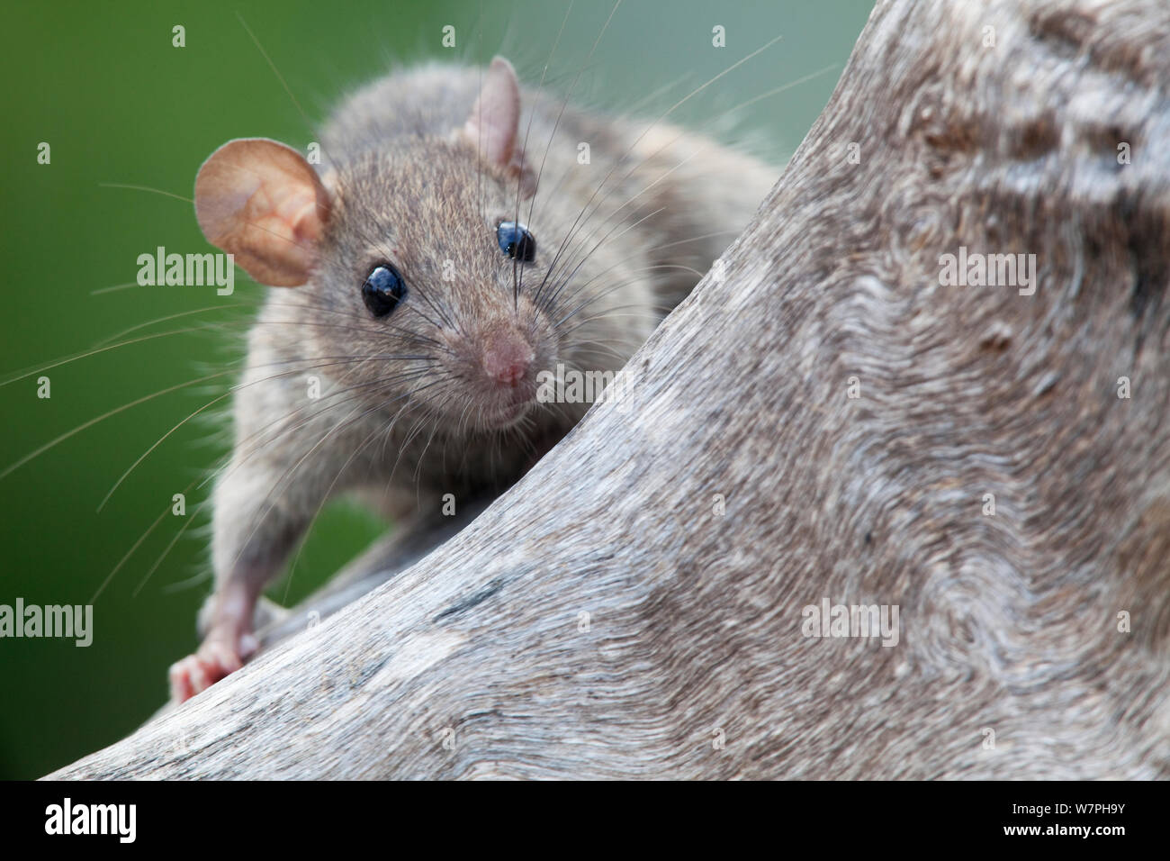 Rat noir (Rattus rattus) espèces introduites sur l'île de Maria Magdalena, La Réserve de biosphère des îles Marias, Golfe de Californie, Mexique, septembre. Banque D'Images