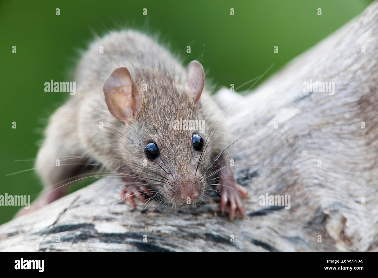 Rat noir (Rattus rattus), les espèces introduites sur l'île de Maria Magdalena, La Réserve de biosphère des îles Marias, Golfe de Californie, Mexique, septembre. Banque D'Images