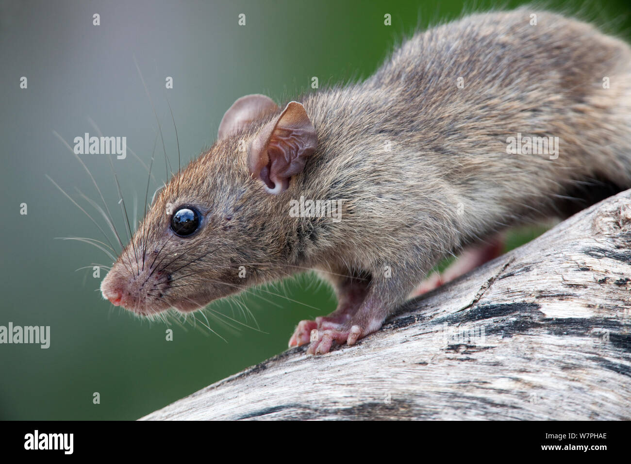 Rat noir (Rattus rattus) espèces introduites sur l'île de Maria Magdalena, La Réserve de biosphère des îles Marias, Golfe de Californie, Mexique, septembre. Banque D'Images