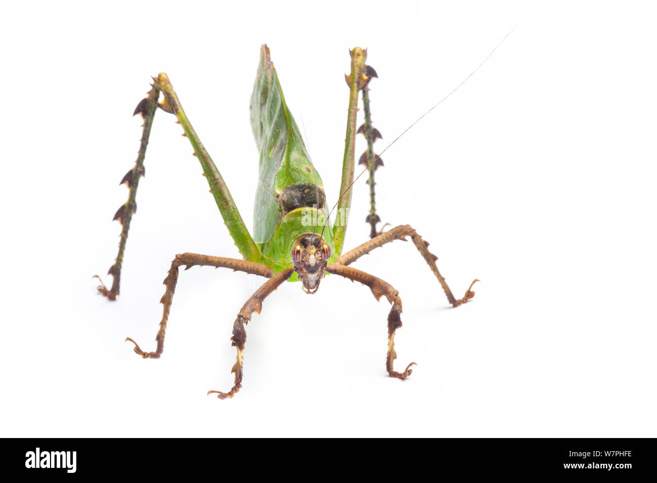 Feuille de Malaisie Katydid (Ancylecha fenestrata), une feuille provenant d'imiter les forêts humides de l'ouest de la Malaisie. En captivité. Banque D'Images