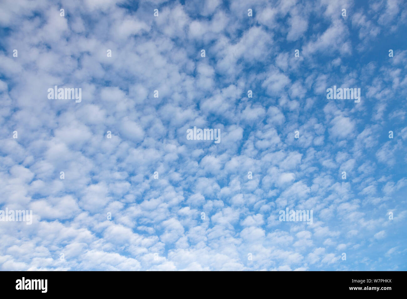 Alto-cumulus. Royaume-uni, décembre. Banque D'Images