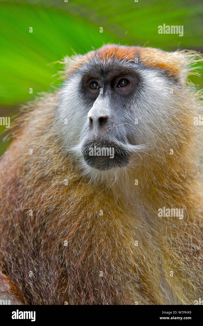 Homme Singe Patas / Wadi / singe singe Hussar (Erythrocebus patas) Laikipia réserve de chasse, Kenya, Afrique. Banque D'Images