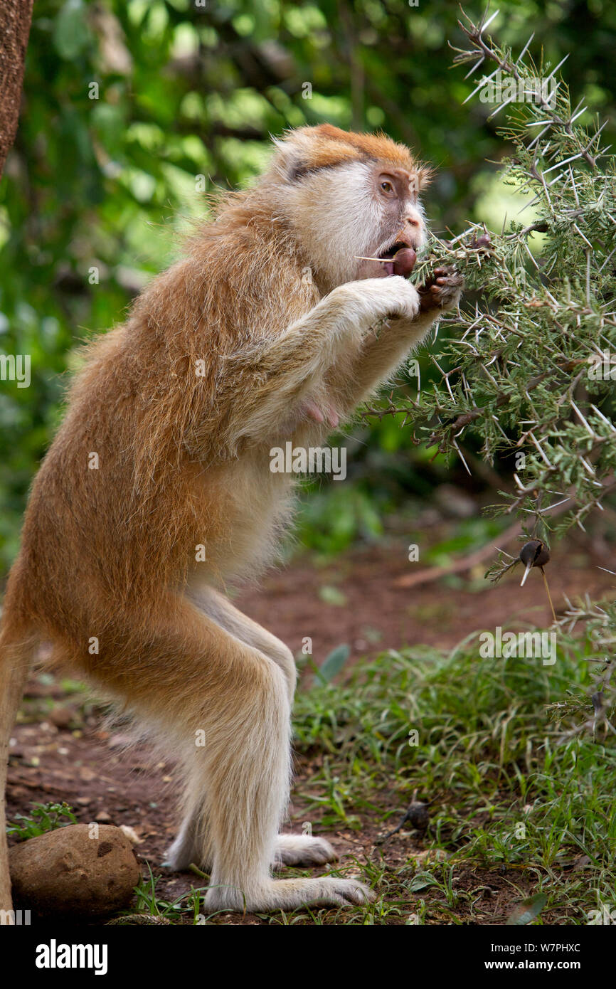 Patas Monkey / Wadi / singe singe Hussar (Erythrocebus patas) manger des galles ant, Laikipia, Kenya, Afrique. Banque D'Images