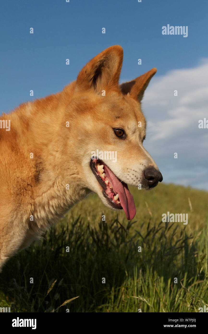 Dingo (Canis lupus dingo) Canberra, New South Wales, Australie. Banque D'Images