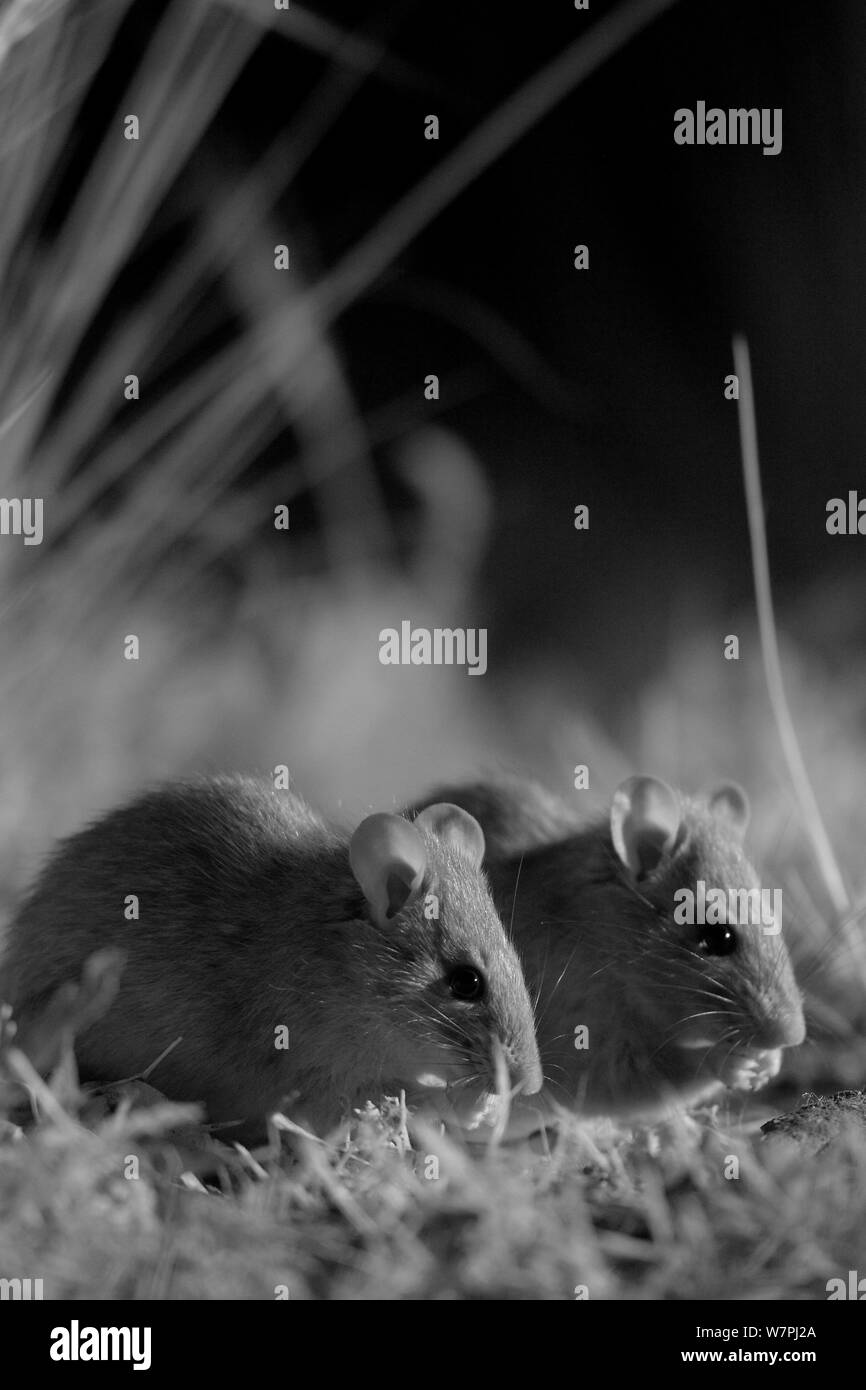 Fumé souris (Pseudomys fumeus) l'alimentation, la nuit, en infra rouge, Mt Rothwell réserve naturelle, Victoria, Australie, octobre Banque D'Images