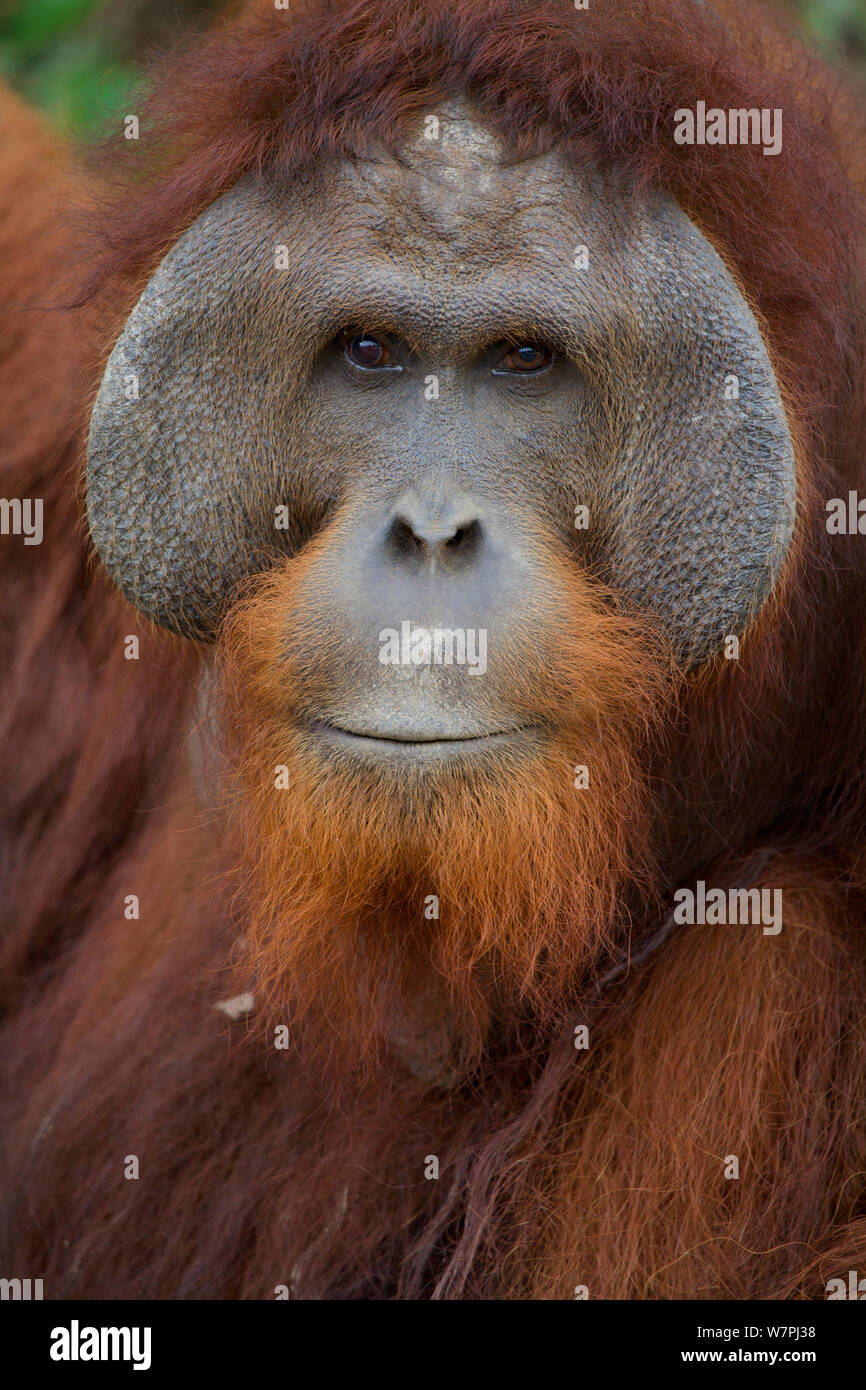 Orang-outan (Pongo pygmaeus) mâle adulte, Nyaru Menteng Le Projet de réintroduction de l'orang-outan, le centre du Kalimantan, Bornéo, Indonésie. Banque D'Images