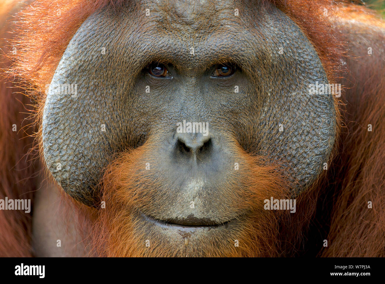 Orang-outan (Pongo pygmaeus) mâle adulte. Nyaru Menteng Le Projet de réintroduction de l'orang-outan, le centre du Kalimantan, Bornéo, Indonésie. Banque D'Images
