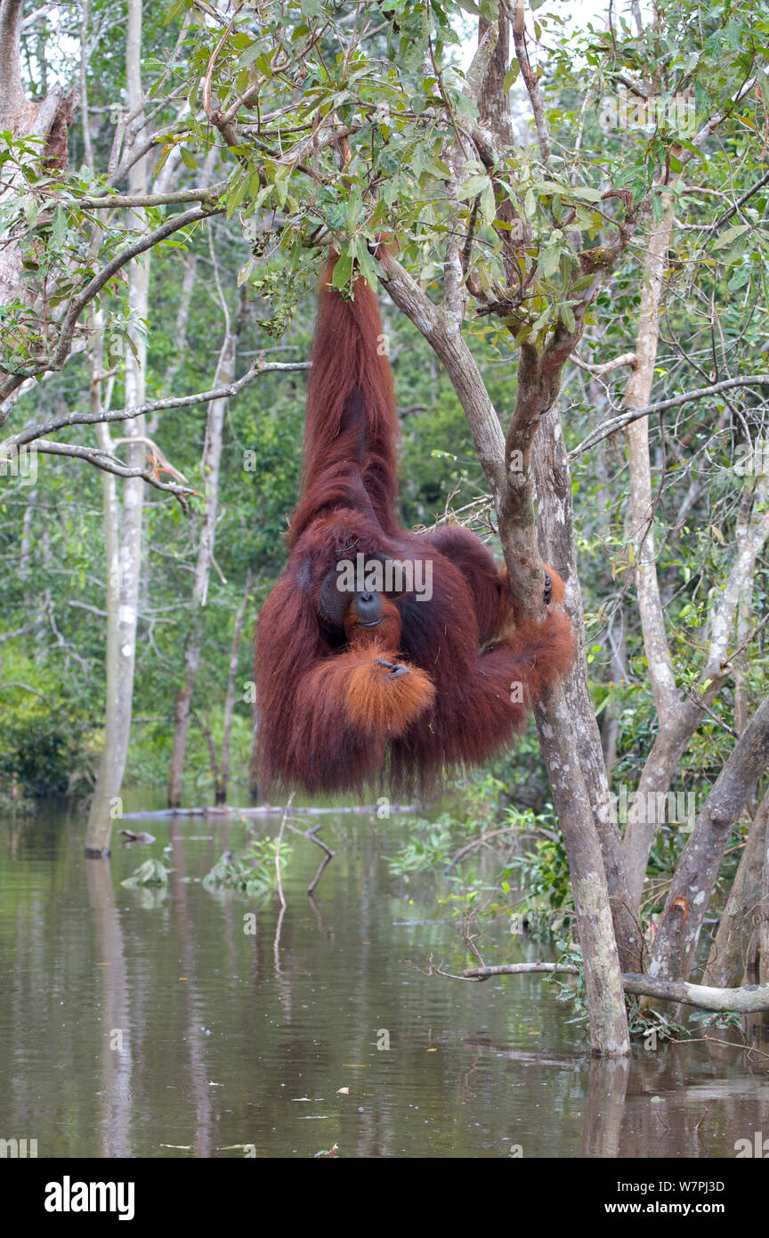 Orang-outan (Pongo pygmaeus) mâle adulte, suspendu dans les arbres au-dessus de la rivière. Nyaru Menteng Le Projet de réintroduction de l'orang-outan, le centre du Kalimantan, Bornéo, Indonésie. Banque D'Images