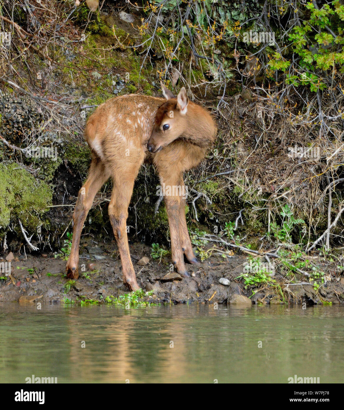 Wapiti (Cervus canadensis) soins d'un veau par rivière. Parc National de Grand Teton, Wyoming, USA, juin. Banque D'Images