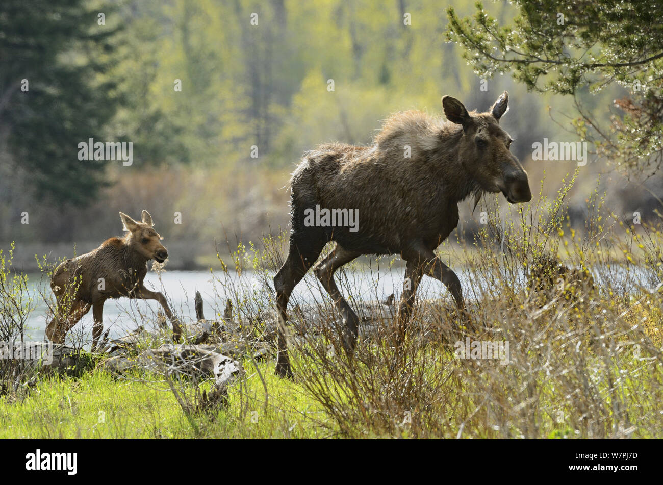 L'orignal (Alces alces) mère et son petit. Parc National de Grand Teton, Wyoming, USA, juin. Banque D'Images