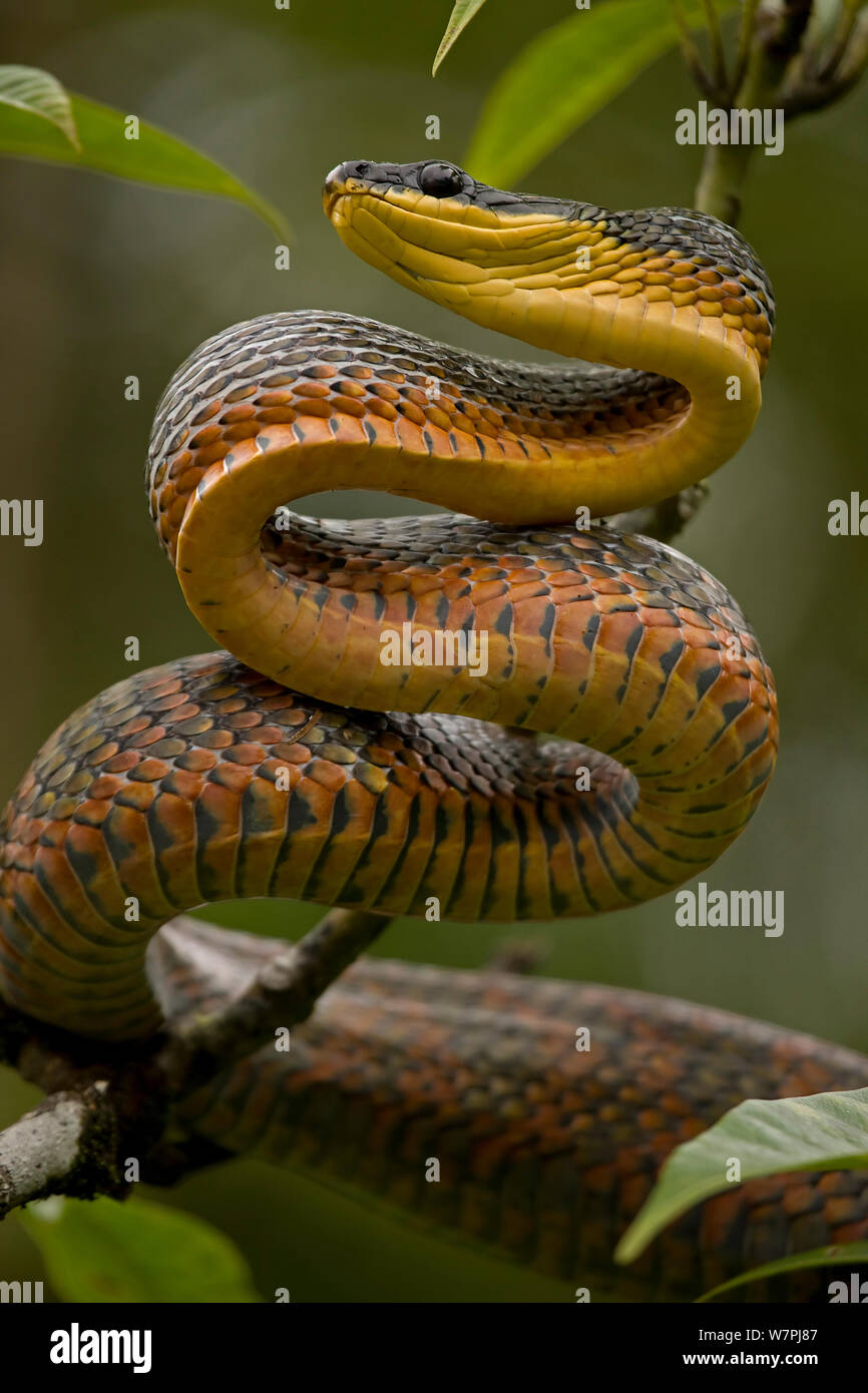 L'alimentation d'oiseaux néotropicaux (serpent Pseustes poecilonotus) Parc national de Guanacaste, Costa Rica Banque D'Images