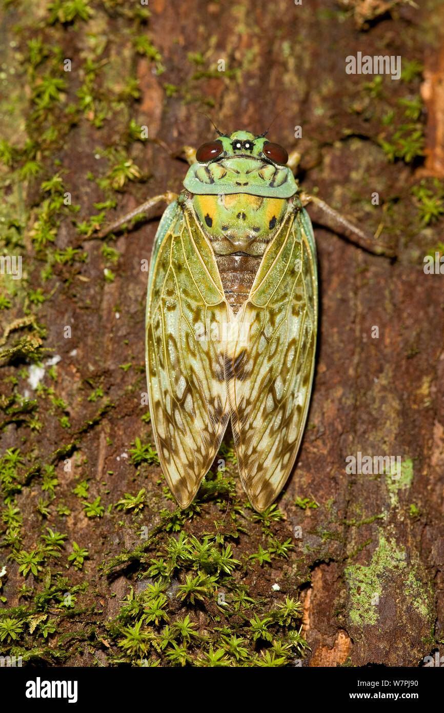 Cigale de forêt, montagne d'Ambre, Madagascar Banque D'Images
