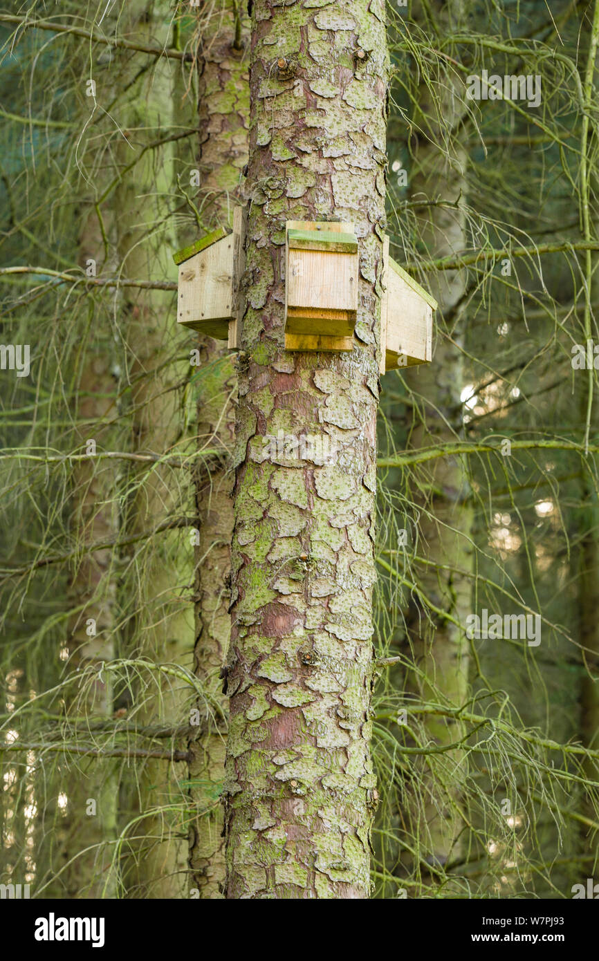 Pour chauves sur un arbre en bois. Le Derbyshire, Royaume-Uni, décembre 2006. Banque D'Images