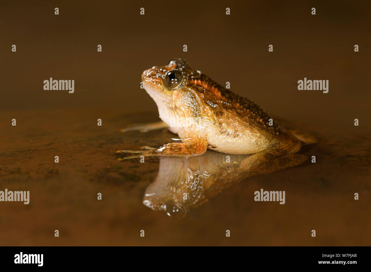 Froissé de Humayun Nyctibatrachus humayuni (grenouille) dans les flaques avec réflexion. Western Ghats, India. Les espèces vulnérables. Banque D'Images