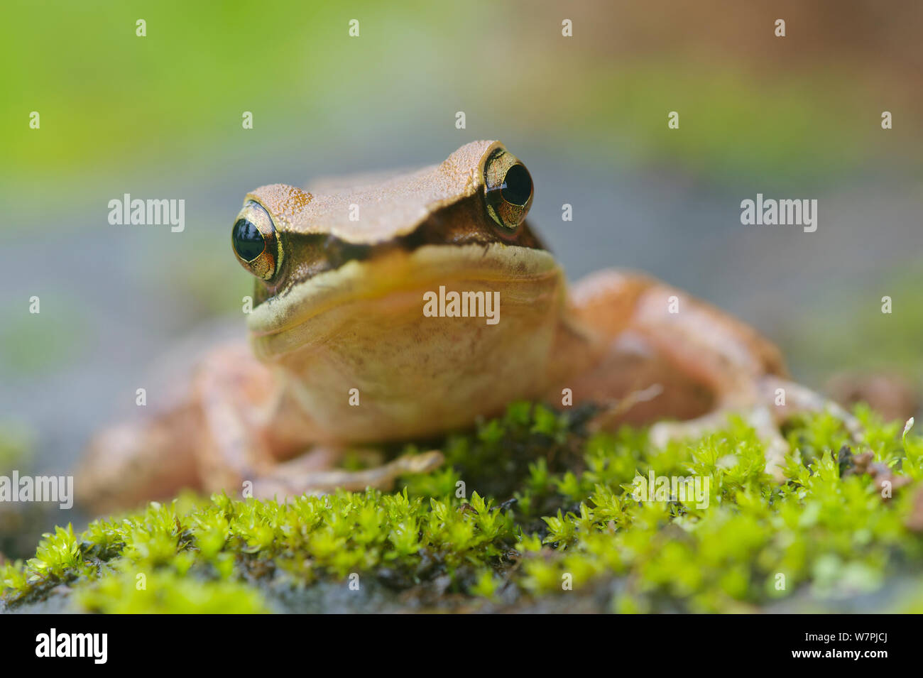Trivandrum / Golden Frog (Hylarana aurantiaca). Western Ghats, India. Les espèces vulnérables. Banque D'Images