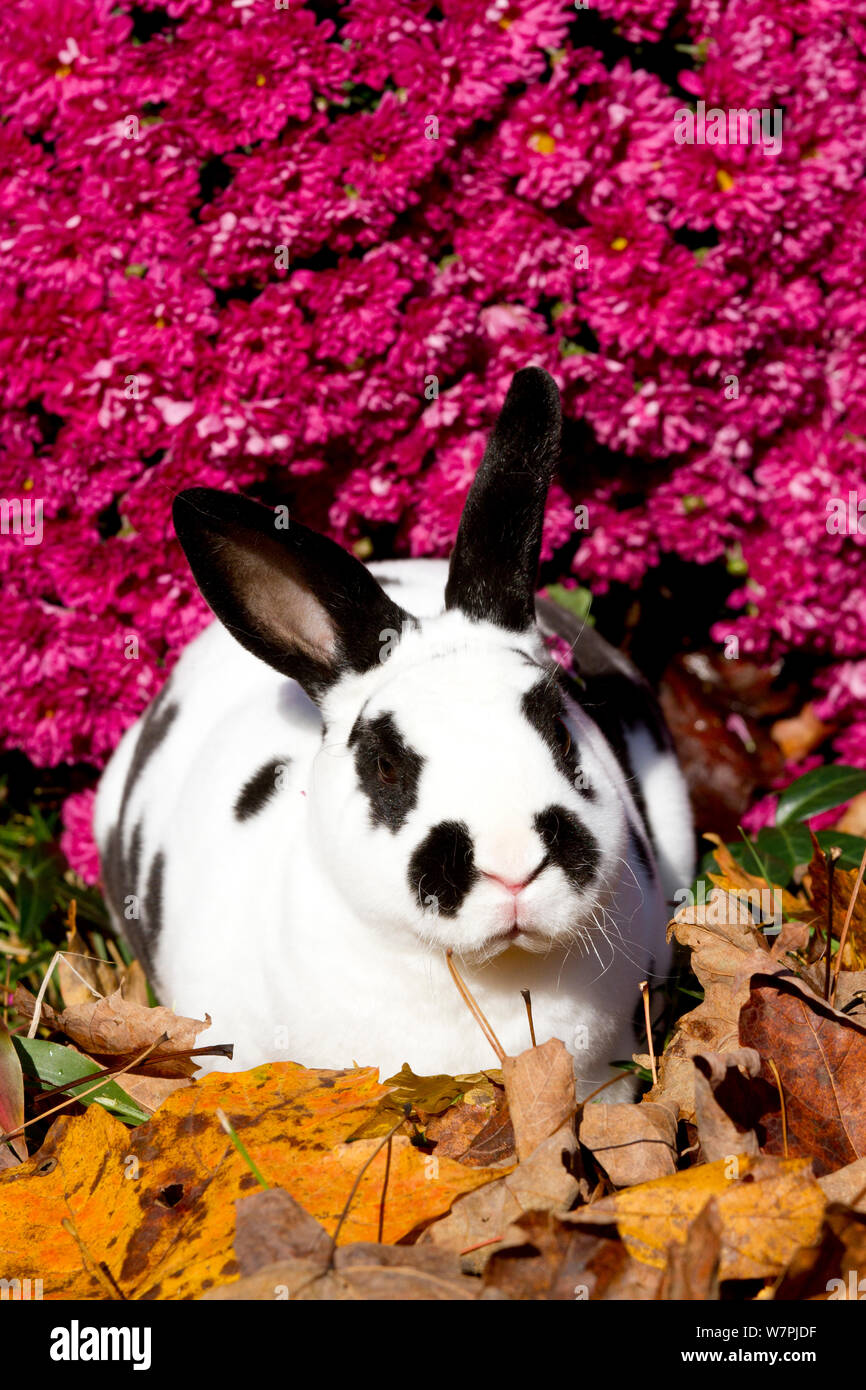 Mini Lapin Rex dans les chrysanthèmes fleurs ; Banque D'Images
