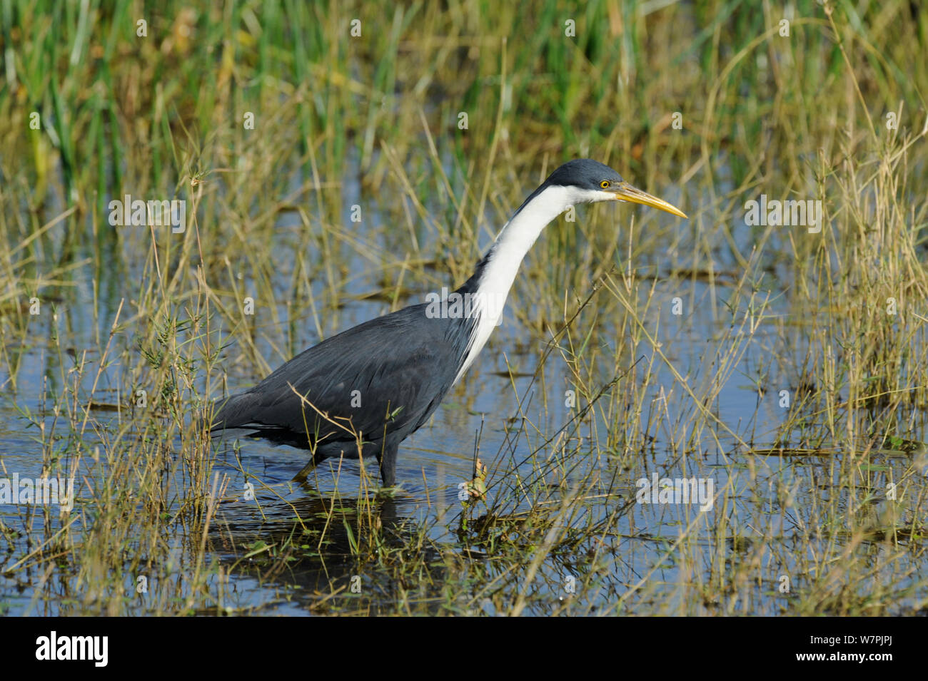 Pied (Egretta picata) la chasse dans les zones humides, Marlgu Billabong, près de Wyndham, l'ouest de l'Australie, juin Banque D'Images