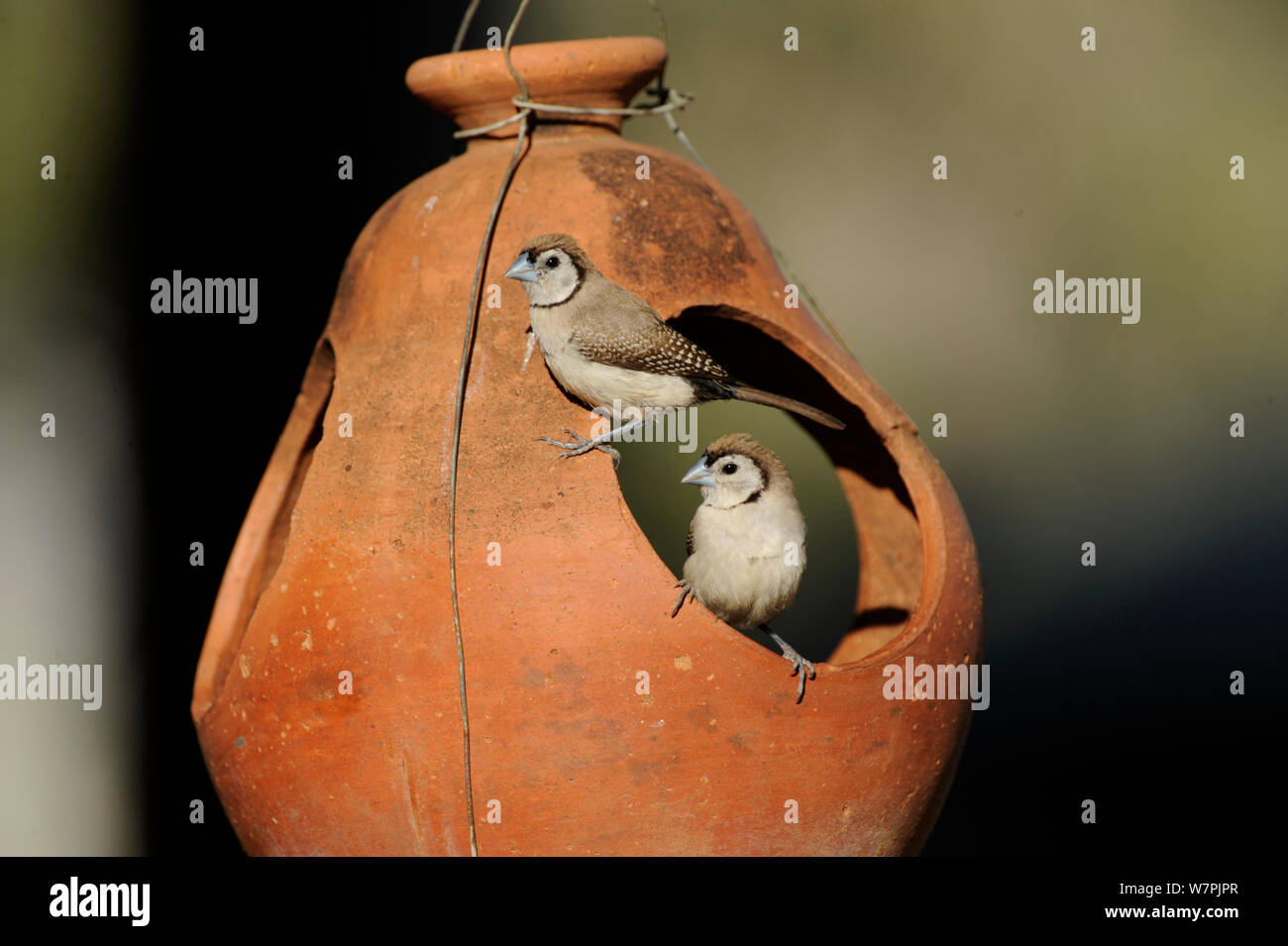 Les Roselins Barré double (Taeniopygia bichenovii) au jardin, d'alimentation près de Kunnunura, ouest de l'Australie, juin Banque D'Images