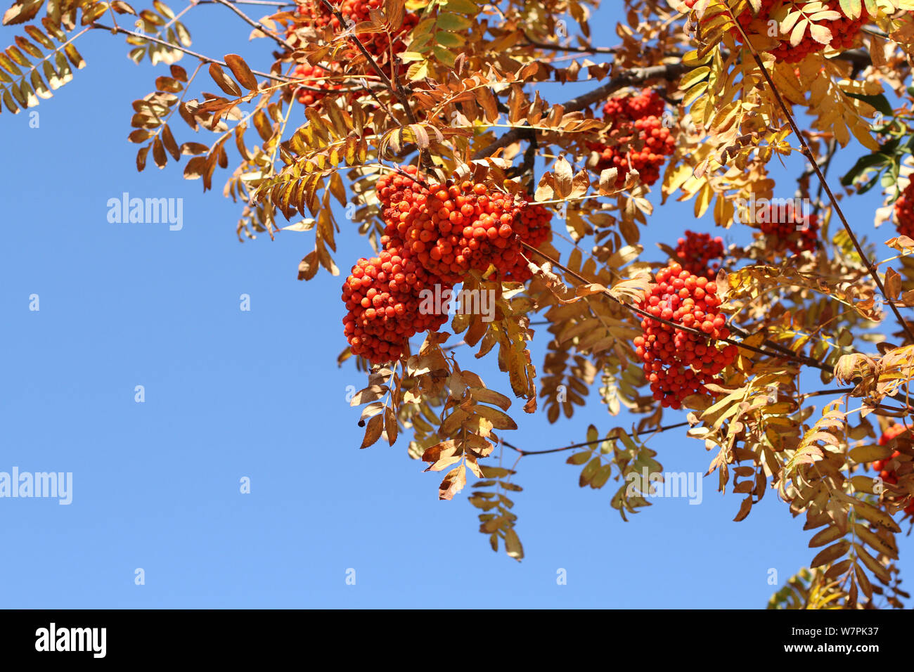 Grappes de mûres rowan berry contre un ciel bleu sur une journée ensoleillée d'automne Banque D'Images