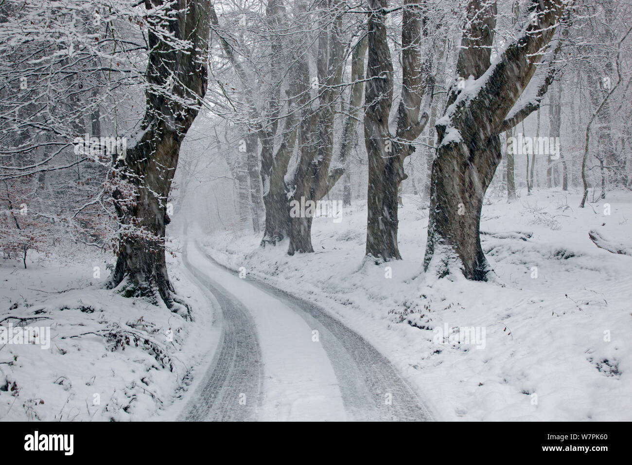 Dans la neige à travers la Ruelle de pays 'Lions' bouche, Norfolk, Felbrigg Janvier Banque D'Images